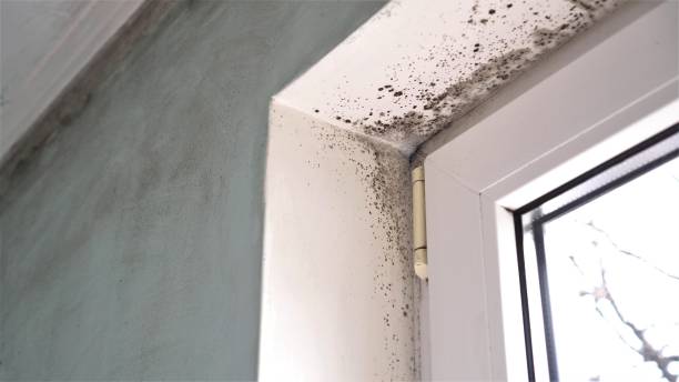 Best Mold Damage Repair  in Sneads, FL