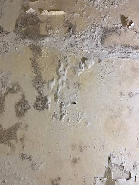 Home Mold Removal in Sneads, FL